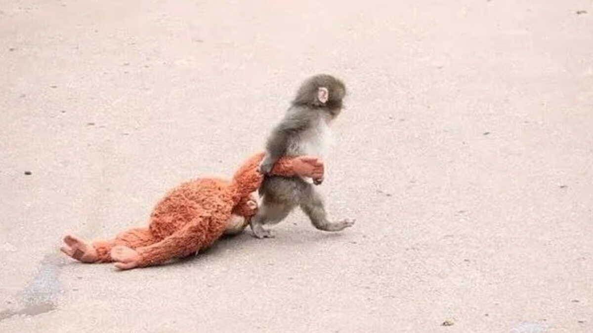 Punch, le bébé singe viral, devient héros du jeu vidéo “Zoo Fighter”