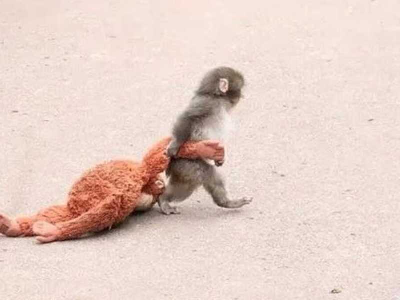 Punch, le bébé singe viral, devient héros du jeu vidéo “Zoo&nbsp;Fighter”