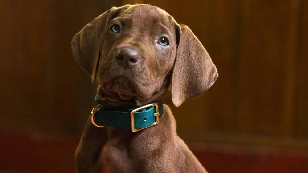 Scooby-Doo : Netflix dévoile enfin les origines du célèbre chien détective et les premières images affolent déjà les fans (VIDEO)