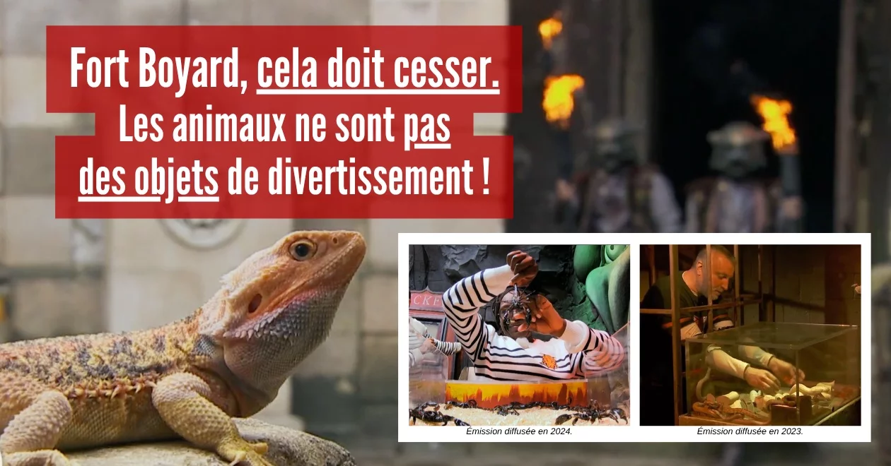 Fort Boyard dans la tourmente : Neuf associations de protection animale demandent la fin des animaux sauvages à l’écran