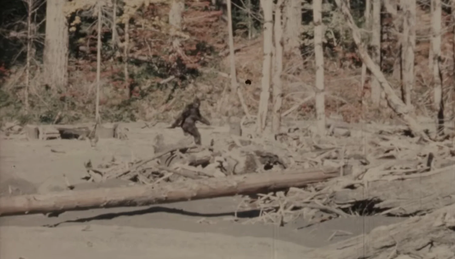 Bigfoot : Des images mythiques de 1967 restaurées en 4K relancent l&rsquo;un des plus grands mystères de l&rsquo;histoire